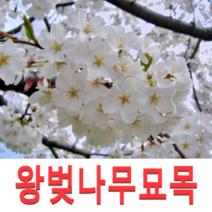 (성실G)왕벚나무묘목 접목1년생 5그루