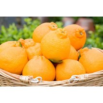 (이벤트상품) 제주삼대농장 고당도 프리미엄 한라봉 가정용 1kg 산지직송, 이벤트상품 1kg(3~6과수)랜덤과