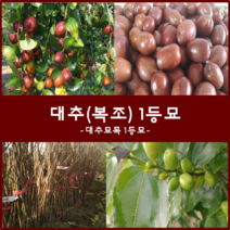 착한가격 나무생각 대추나무모음, 대추(복조)1등묘, 9999개