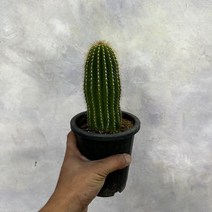 대봉룡 중 Neobuxbaumia polylopha Backeberg, 1개