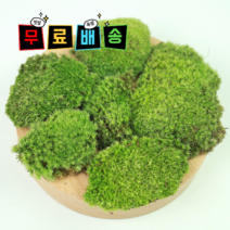 비단이끼 가는흰털이끼 이끼 테라리움 비바리움 석부작 미니분경 사용 생이끼 식물, 한판(34 x 50), 1개
