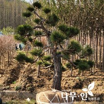 [나무인] 조형소나무 특수목(분재형) R15~20 (차량배송)