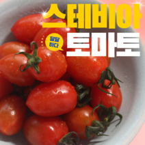 토망고 스테비아토마토 망고토마토 샤인마토 단마토 단토마토 스테비아완숙토마토 방울토마토 500g 1kg 2kg 4kg, 스테비아방울토마토x4팩 (2kg)