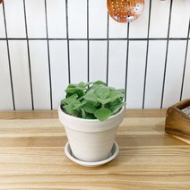 1+1 장미허브 키친허브 화분 세트 타임 바질 베란다 텃밭 허브 키우기, H12.장미허브, H05.레몬버베나