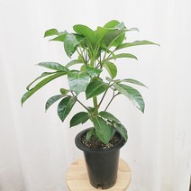 하늘꽃농원 알파인 대엽 홍콩야자 키우기쉬운 식물 공기정화식물
