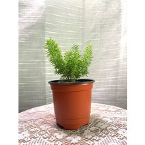 아스파라거스메이리 소품 10~25cm 35, 1개