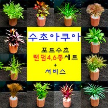 키우기쉬운 초보자용 랜덤포트수초 4종 6종 세트 + 서비스, 4종+모스볼
