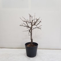 온누리농원 수서해당화