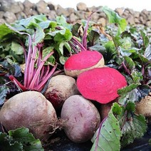 제주비트 알비트 생비트 제주도 비트 2kg 5kg 10kg, 제주 레드비트 - 5kg