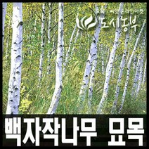 백자작 실생3년 특묘 나무 묘목 원예 종자 씨앗
