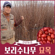 보리수나무 묘목 왕보리수 묘목 2년생 유실수 과실수 나무키우기 화단꾸미기 원예 조경 가드닝