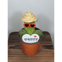 [나랑너랑꽃]콘솔레아 - 루베센스 (만세 선인장), 1개