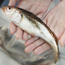 제철 급냉한 생물 알 도루묵 알배기, 1개, (냉동) 숫 도루묵 1kg (9-13미/알X)