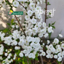 장미 조팝나무 [1포트] 대품 (복남이네야생화 모종 꽃나무 장미조팝 spiraea)