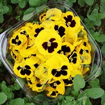 [유기농 꽃차 만들기] 유기농 꽃차용 식용꽃 모아보기 (팬지 금어초 메리골드), 유기농 팬지 옐로브로치 대륜 100송이