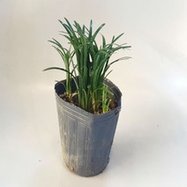 애란 [1포트] 조경 테라리움 반수생식물