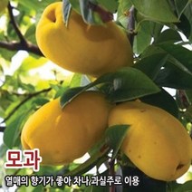 모과나무 왕모과나무 접목1년생
