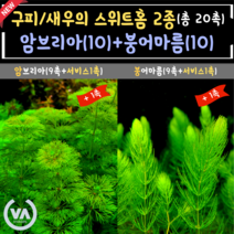 [비바소녀] 5탄 구피/새우의 스위트홈 2종(20촉) + 서비스 암브리아10촉 붕어마름10촉 마츠모 구피은신처 초보수초 레이아웃 부상수초