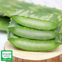 알로에 사포나리아 생잎 1키로, 상세페이지 참조