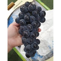 새콤달콤 국내산 캠벨포도 1.5kg, 단품