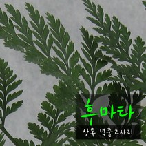 후마타 (넉줄고사리/포름알데히드제거 실내공기정화) 지름 9cm 소품 관엽화분, 2개