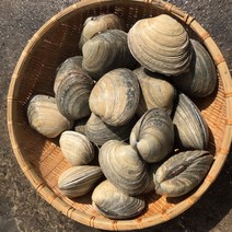 흠스수산 대합 개조개 1kg 제철 캠핑 조개구이 모듬 세트 수산물 해산물 조개찜 해물찜 해물탕, 1개입