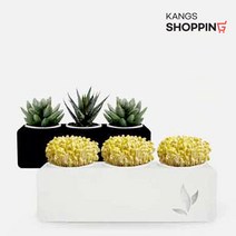 저면관수 화분 수경재배기 콩나물재배기 콩나물키우기, 화이트앤블랙