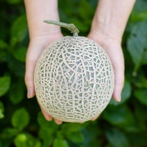 머스크메론 2.5kg / 6kg, 메론4kg:2~4과