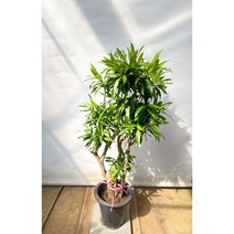드라세나 송오브 자마이카 Dracaena reflexa Song of Jamaica
