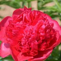 [나무인] 겹꽃작약 우전표현, 1개