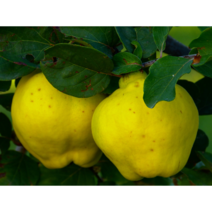 [농업의 신]모과나무 묘목 접목1년생(왕모과) 과실수, 상묘