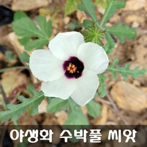 [해피플라워] 수박잎을 닮은 야생화 수박풀 씨앗 50립 / 봄 파종 꽃씨
