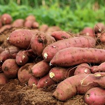 [산지직송상품][무료배송] 더맑음 충남 당진 꿀 하루까 밤고구마&호박고구마 10kg, 세척 호박고구마 10kg 중사이즈