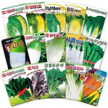 각종 가을 배추 무 씨앗 김장 무우 씨 텃밭 김장용 채소 종자 모음, 27-청두골드무2000립, 1개