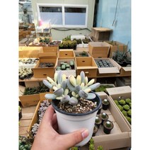 식물사랑꽃농원 방울복랑금01번 계절금 인기다육식물