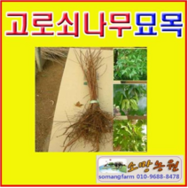 (G소망)고로쇠나무묘목(고로쇠단풍) 실생1년 10그루