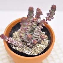 루페스트리 다육 4두이상 탑8층이상4-20, 단품