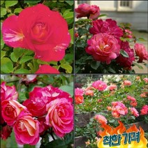 목하원예조경 장미나무 묘목 사계줄장미 (가제) 개화주