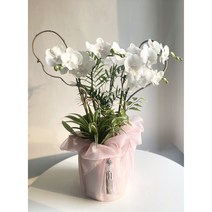 동양란 서양란 클래식 상견례난 예단난 승진란 보자기난 개업화분 선물, 중형4대, 연핑크, 주황