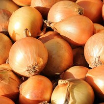 [기린]국내산 햇양파 당일발송 재구매율100%, 소-3kg(계란크기)장아찌용