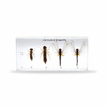 아리랑과학 실물표본 - 잠자리 한살이 / ARI-C7006과학용품 과학준비물 사이언스키트 과학실습 문구용품, 본상품