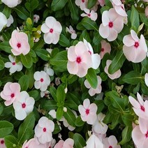 일일초 모종 8개세트(썬스톰_흰색 분홍색) 3치화분 여름 가을꽃, 화이트, 1개