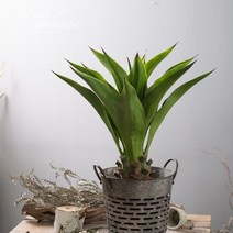 아테누아타 포트S_72cm NA502209, 단품