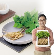 이만기 천하장삼 새싹삼 40뿌리 80뿌리 국내산