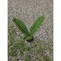 식물학박사 소철 중품 공기정화, 1개