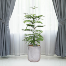 에코플랜트 대형화분 개업화분 거실인테리어화분[서울.경기 평일 당일배송(토요일 오후 일요일 주문건 월요일배송)] <지방배송불가 및 영종도 가평 강화도 배송불가>, 1개, 04. 아라우카리아갈색” class=”wr-img”></a></div></p></div></p></div></p></div><div class=