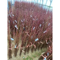 [경민농원]복숭아묘목 백도묘목 천중도 유명 마도카, 서왕모