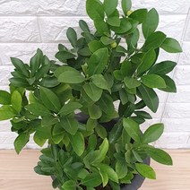 유주나무58 - 유실수