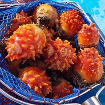 통영장어농장 통영 멍게 1~10kg 활멍게 꽃멍게, 1개, 활멍게 2kg