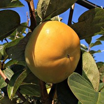 맛가득 태추단감 배단감 대봉감 상서 부유 진영단감 홍시 5Kg 10Kg, 태추단감 2S 5Kg 31-35과